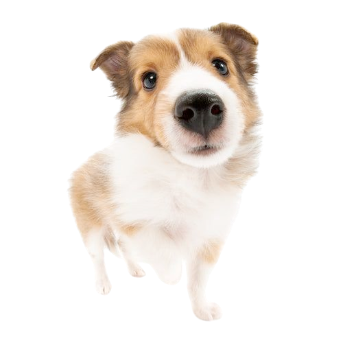 a brown border collie